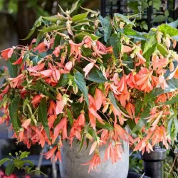 Bulbi Begonia Boliviensis San Francisco