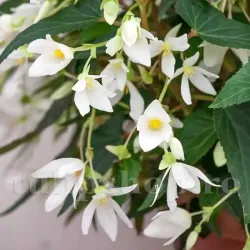 Bulbi Begonia Boliviensis Santa Barbara