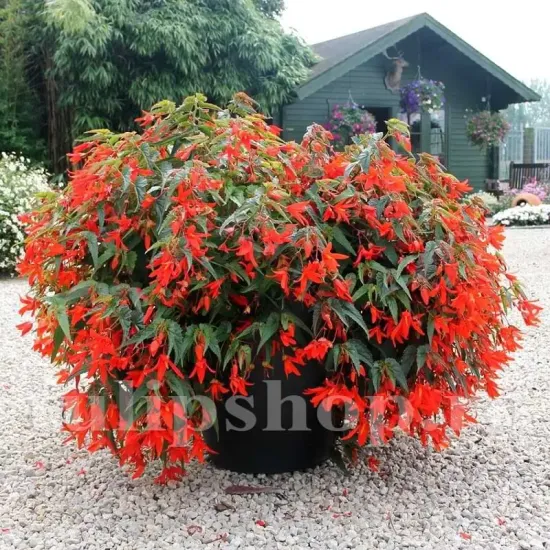 tuberi begonia boliviensis santa cruz calitate 1