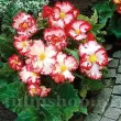 Bulbi Begonia Crispa Marginata Alba tuberi begonia crispa marginata alba calitate 1 110x110