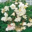 Bulbi Begonia Pendula Cascade Alb tuberi begonia curgatoare alb calitate superioara 110x110