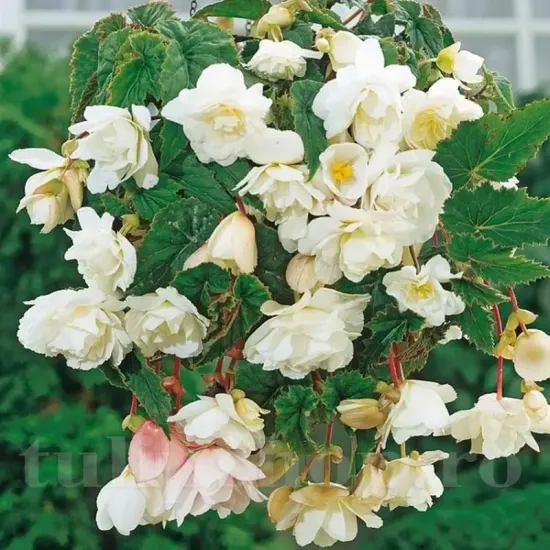 tuberi begonia curgatoare alb calitate superioara