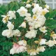 tuberi begonia curgatoare alb calitate superioara