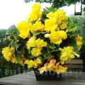 Bulbi Begonia Pendula Cascade Galben
