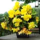 tuberi begonia curgatoare galben calitate 1