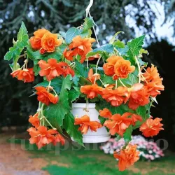 Bulbi Begonia Pendula Cascade Portocaliu