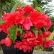 tuberi begonia curgatoare roz calitate 1 110x110