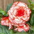 tuberi begonia marmorata calitate 1 mari 110x110