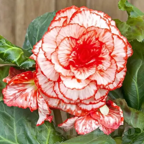 tuberi begonia marmorata calitate 1 mari