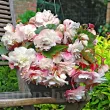 Bulbi Begonia Odorata Angelique tuberi begonia odorata angelique calitate 1 mari 110x110