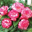 Bulbi Begonia Picotee White tuberi begonia picotee alb rosu calitate 1 110x110