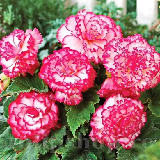 tuberi begonia picotee alb rosu calitate 1
