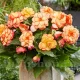 tuberi begonia picotee galben calitate 1