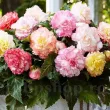 tuberi begonia samba mix calitate 1 mari 110x110