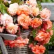 tuberi begonia splendide apricot calitate 1 mari