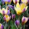 Bulbi Branduse Advance (Crocus)