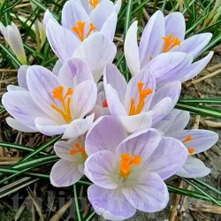 Bulbi Branduse Candlelight (Crocus) Bulbi Branduse Candlelight (Crocus)