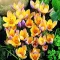 Bulbi Branduse Advance (Crocus)