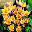 bulbi branduse advance toamna tulipshop 110x110