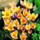 bulbi branduse advance toamna tulipshop