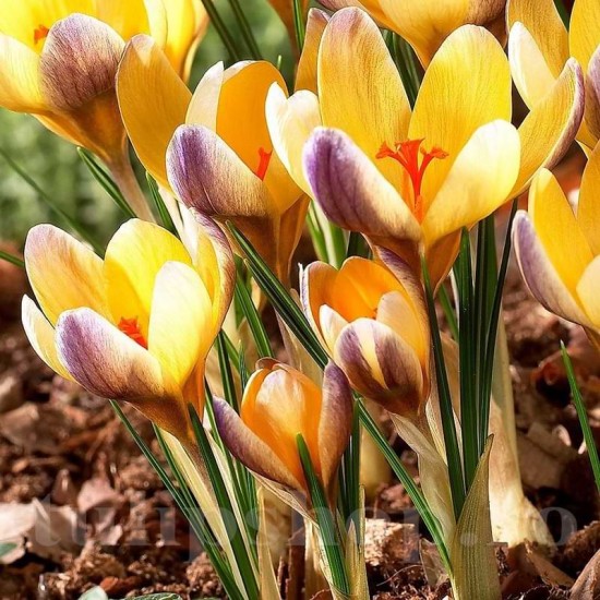 Bulbi Branduse Advance (Crocus)