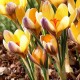 Bulbi Branduse Advance (Crocus)