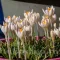 Bulbi Branduse Barr's White (Crocus)