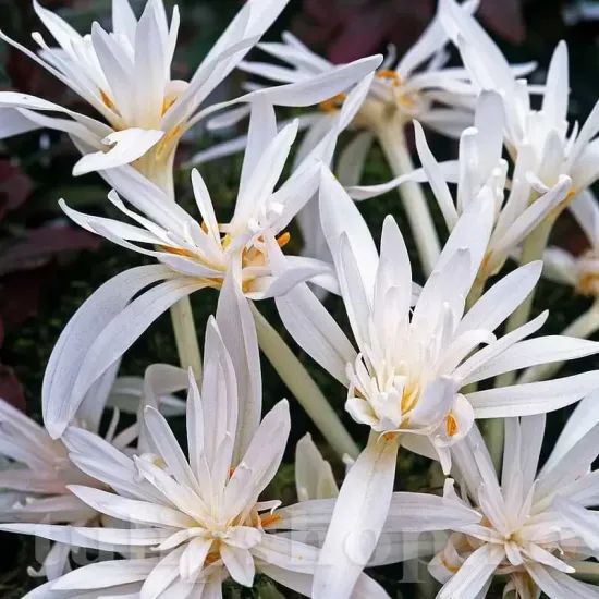 bulbi branduse alboplenum alba