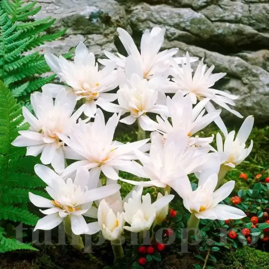 bulbi branduse alboplenum alba1