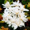 Bulbi Branduse Alboplenum Alba (Colchicum)