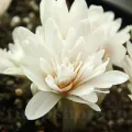 Bulbi Branduse Alboplenum Alba (Colchicum)