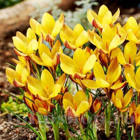 Bulbi Branduse Angustiflolius (Crocus) Bulbi Branduse Angustiflolius (Crocus)