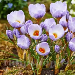 Bulbi Branduse Blue Marlin (Crocus)
