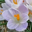 Bulbi Branduse Candlelight (Crocus) bulbi branduse candlelight de primavara tulipshop 110x110
