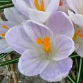 Bulbi Branduse Candlelight (Crocus)