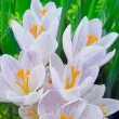 Bulbi Branduse Candlelight (Crocus) bulbi branduse candlelight plantare toamna gradina 110x110