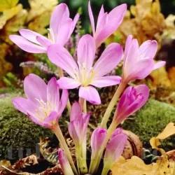 Bulbi Branduse Cilicicum (Colchicum)