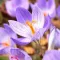 Bulbi Branduse Conqueror (Crocus)