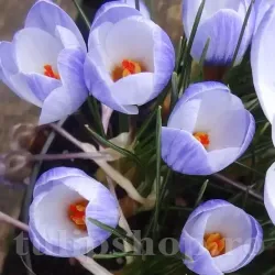 Bulbi Branduse Blue Marlin (Crocus)