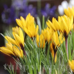 Bulbi Branduse Korolkowii (Crocus)
