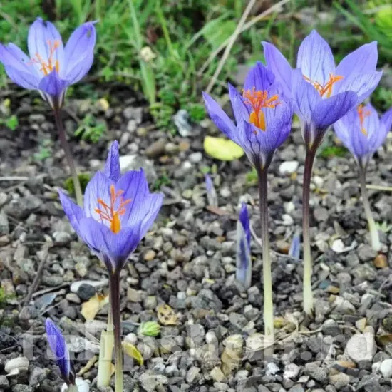 Bulbi Branduse Oxonian (Crocus) bulbi branduse crocus oxonian inflorire toamna gradina
