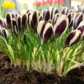 Bulbi Branduse Panda (Crocus)