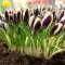 Bulbi Branduse Panda (Crocus)