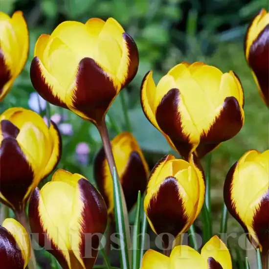 Bulbi Branduse Queen Bee (Crocus) bulbi branduse crocus queen bee inflorire timpurie primavara