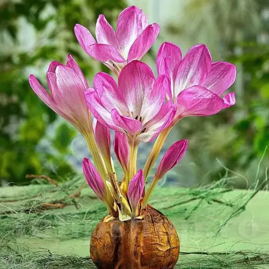 bulbi branduse giant3