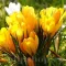 Bulbi Branduse Golden Yellow (Crocus)