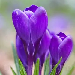 Bulbi Branduse Grand Maitre (Crocus)