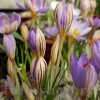 Bulbi Branduse Imperati de Jager (Crocus)