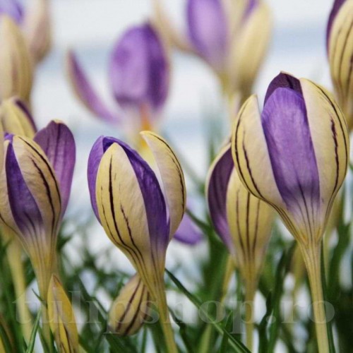 Bulbi Branduse Imperati de Jager (Crocus)