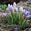 Bulbi Branduse Imperati de Jager (Crocus)